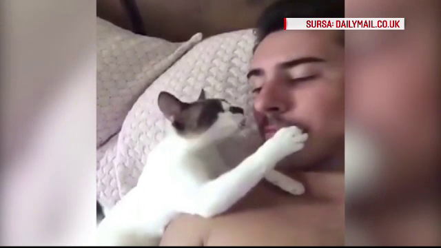 O pisica isi "saruta" stapanul si il atinge tandru cu labuta. Imaginile, urmarite pe internet de un milion de oameni