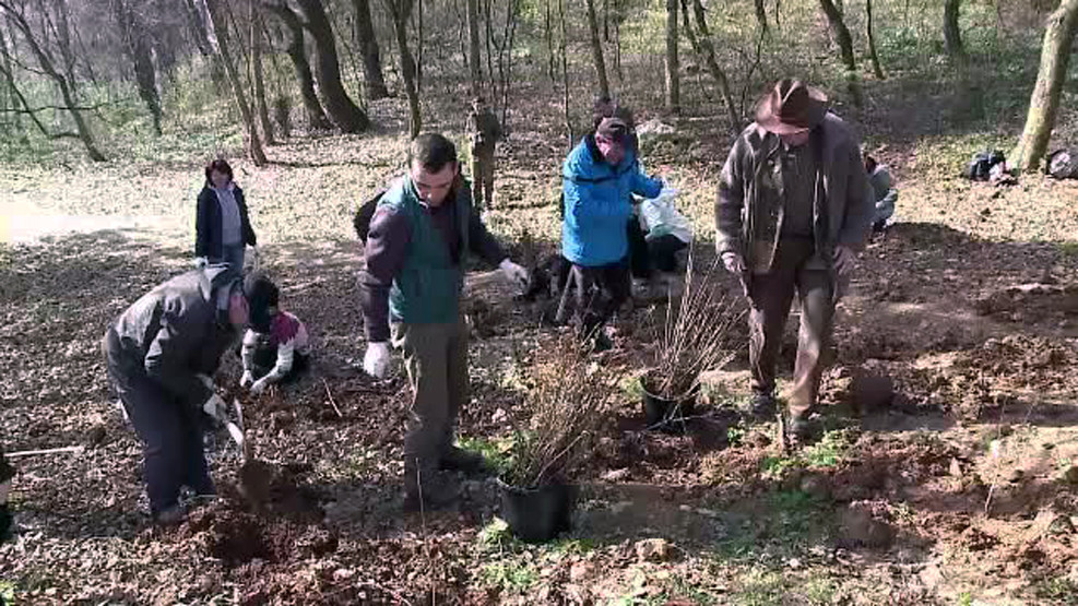 Voluntarii din Romanie care vor sa bata recordul mondial de impadurire. Metoda corecta de plantare a puietilor