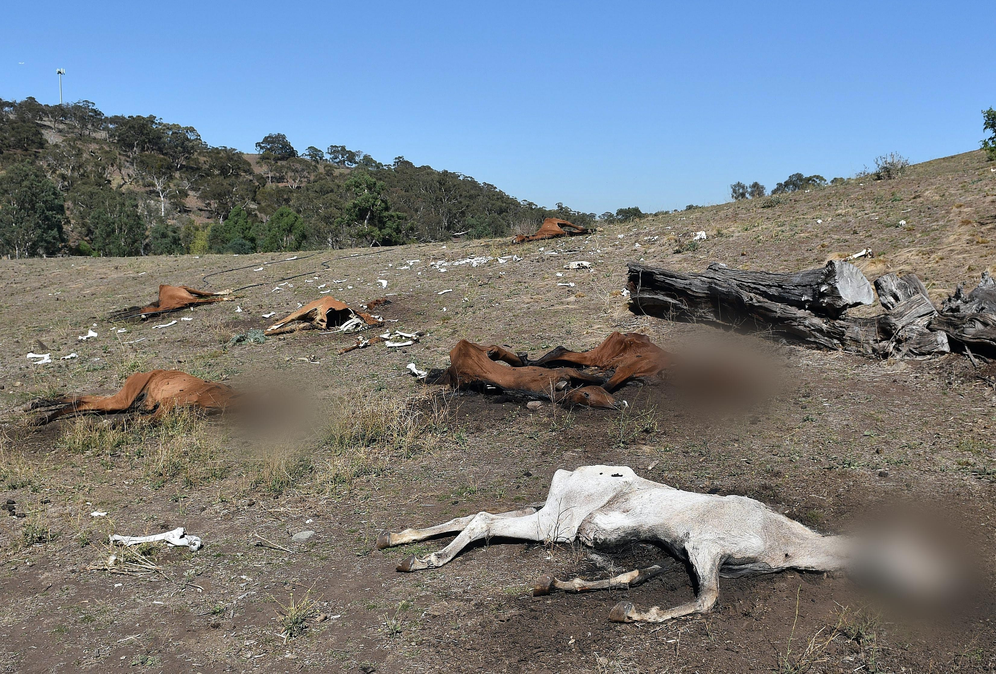 Trupurile a zeci de cai, in stare de descompunere, descoperite pe o campie. Pedeapsa pe care a primit-o proprietarul