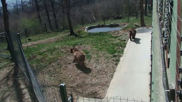 Din iad, direct in Paradisul de la Zarnesti. Primele imagini cu Masa si Grisa, cei doi ursi salvati din Armenia