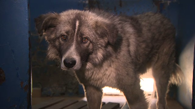 De ziua lor, doar 17 catei din adaposturile bucurestene si-au gasit stapan. Ce soarta vor avea cei pe care nu-i vrea nimeni