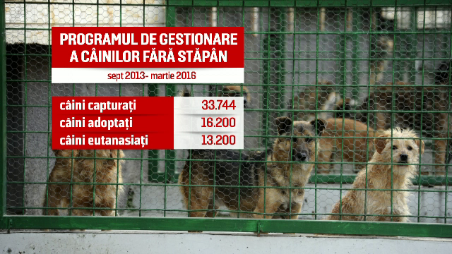 caini adoptati