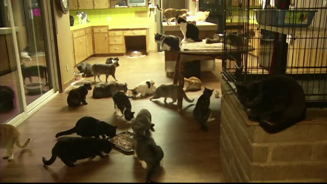 S-a mutat intr-o rulota si a facut din casa ei locuinta pentru 24.000 de pisici abandonate. "M-am gandit ca fac ceva bun"