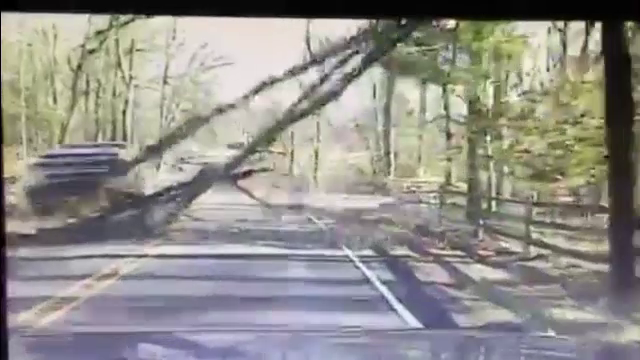 Un copac cade pe un drum circulat, din cauza vantului si ia prin surprindere un sofer. Imagini filmate cu camera de bord