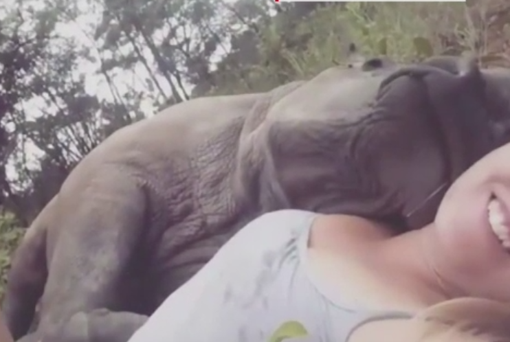 Momentul in care un pui de rinocer se relaxeaza in bratele unei femei pe care o considera mama sa