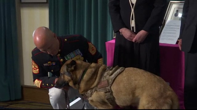 A salvat mii de soldati in Afganistan si a scapat cu viata din atacuri cu bombe. Cainele Lucca, medaliat pentru curaj