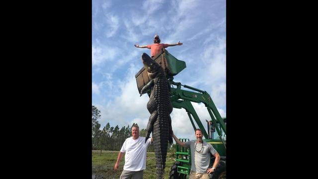 aligator