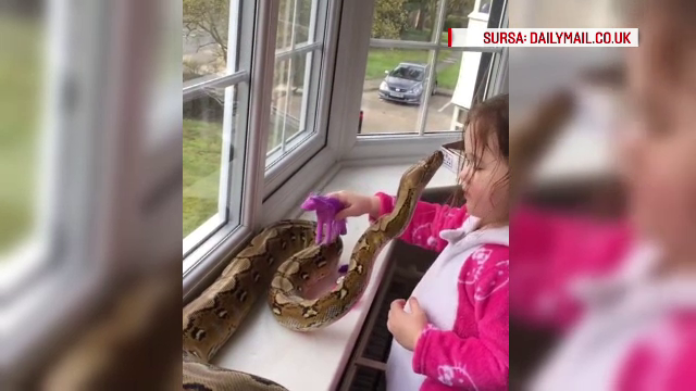 Moment de "tandrete" intre un piton si o fetita de 3 ani. Ce s-a intamplat dupa ce tatal a pus imaginile pe internet