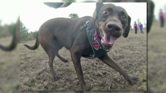 Cainele devenit vedeta pe retelele de socializare cu pozele pe care le face singur, cu o camera instalata pe zgarda