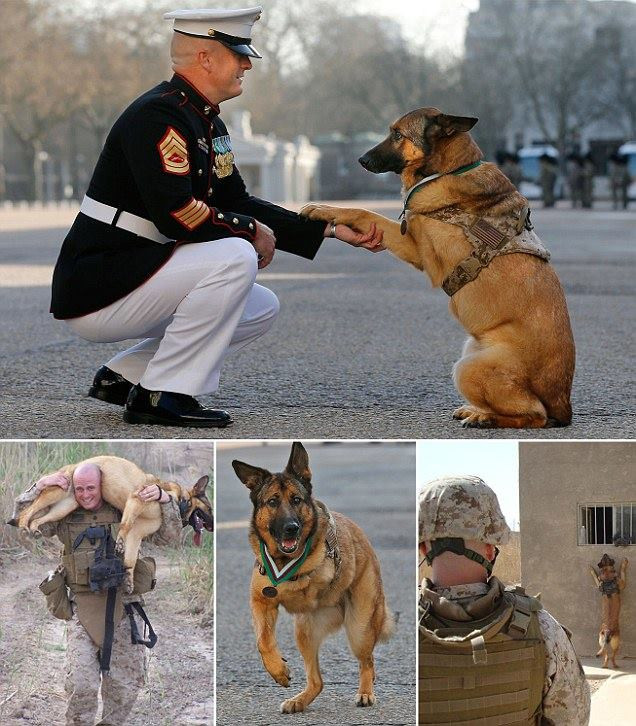 A salvat mii de soldati si a scapat cu viata dintr-o explozie devastatoare. El este primul caine medaliat pentru curaj