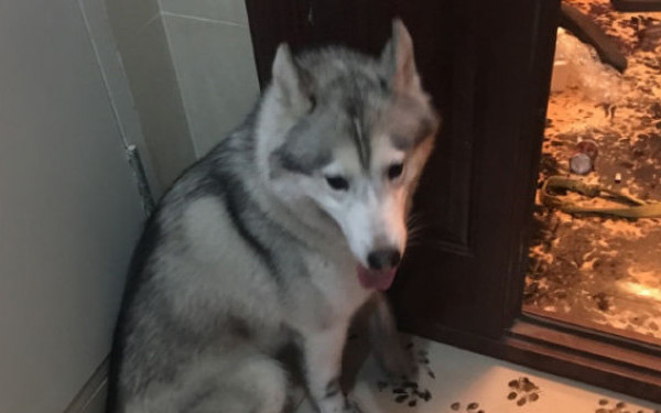 Si-a lasat cainele singur timp de cateva ore si nu se astepta sa gaseasca asa ceva. Cum a ajuns sa arate locuinta unui barbat