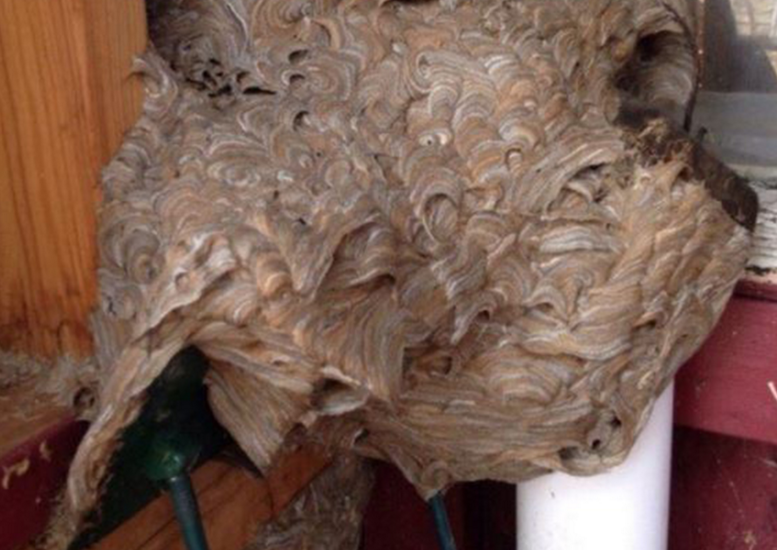 Au dat jos un cuib de viespi, dar cand s-au uitat mai de aproape au incremenit. Imaginea care a pus pe jar internetul