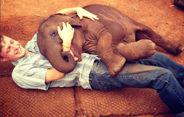pui de elefant