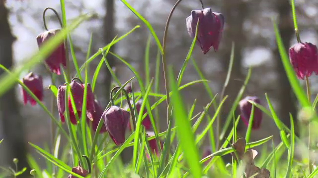 Floarea extrem de rara pe care mii de turisti vin sa o vada in Romania: "Foarte frumoasa, este o raritate a naturii"