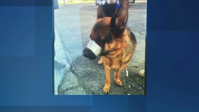 "Bestia" care este cautata de Politia din New York. I-a legat gura unui catel si l-a lasat sa moara de foame si de sete