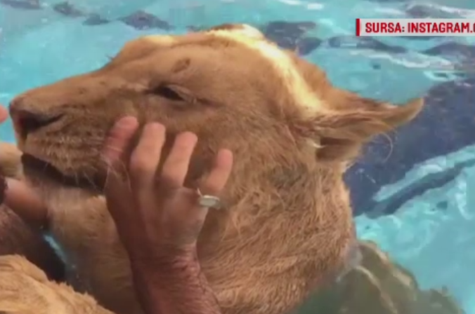 Un barbat se joaca cu un leu in piscina. The Telegraph spune ca imaginile au fost filmate in Romania