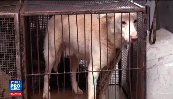 Gabriel Oprea s-a transformat, astazi, din suspect in inculpat. Fostul vicepremier refuza sa dea declaratii in fata DNA