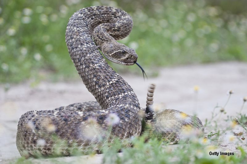 Ce se afla in interiorul cozii unui sarpe cu clopotei. Disectia facuta de un tata impreuna cu fiul sau. VIDEO