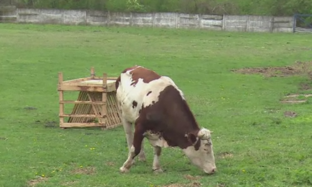Un barbat din Dambovita a fost ucis de un taur in fata fiului sau. Cum se apara stapanul animalului