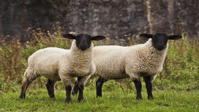 Rasele romanesti de miei recomandate de bucatari pentru masa de Paste. Cum se alege carnea pentru friptura