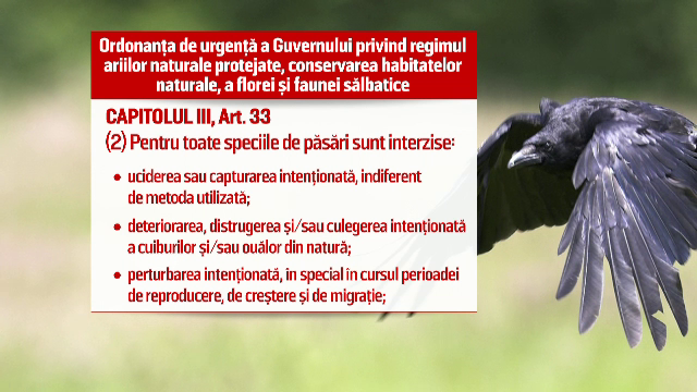 Timisoara vrea sa atraga turistii straini cu... ciorile. Propunerea stranie a Muzeului Banatului: "Altii nu mai au deloc"