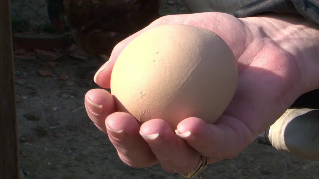 O femeie din Slovacia a gasit un ou de gaina urias in curte. Ce a descoperit in interiorul sau in momentul in care l-a spart