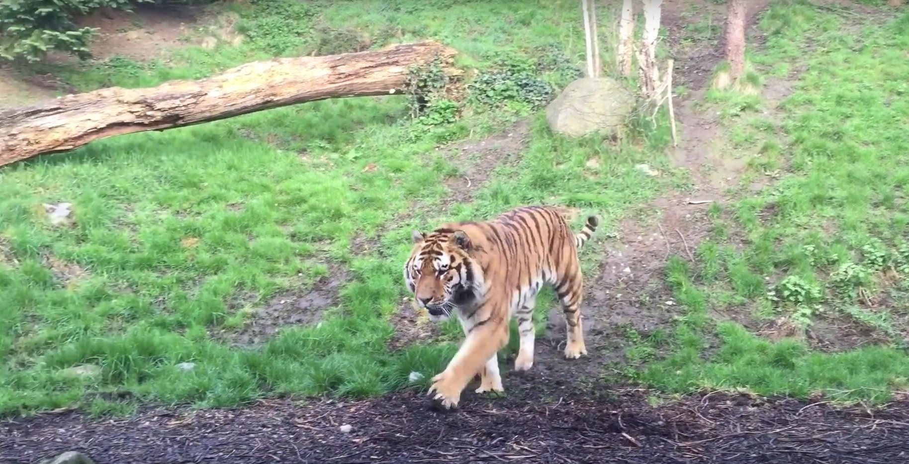 Imagini dementiale la Gradina Zoologica! Au pornit camera cand au vazut ca se apropia tigrul! Ce s-a intampla imediat dupa
