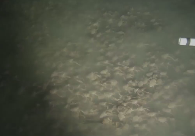 Au observat ceva intunecos pe fundul marii si s-au apropiat mai mult. Ce au gasit cercetatorii in zona coastei Panama