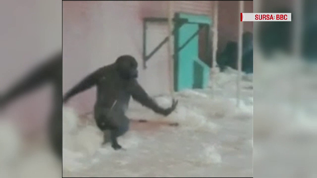 O gorila de la o gradina zoologica din Marea Britanie a devenit vedeta pe Facebook. Imaginile surprinse de vizitatori: VIDEO