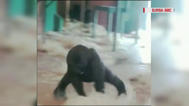 gorila zoo