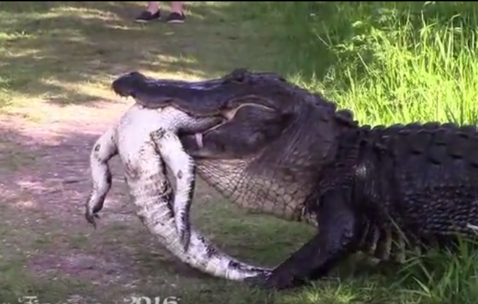 Imaginile terifiante surprinse intr-o rezervatie din Florida. Ce cred oamenii de stiinta despre acest incident. VIDEO