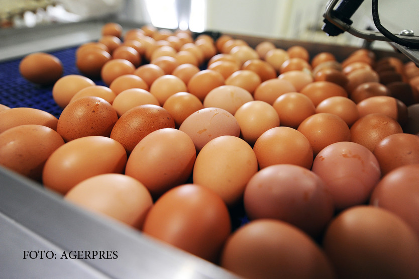 Ce nu stiati despre codurile de pe oua si gainile stresate. "Parca am fi groapa de gunoi a Uniunii Europene"