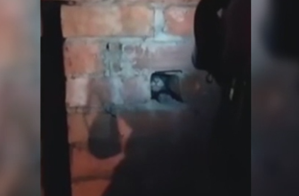 Urgenta la o adresa din Anglia. O pisica a intrat pe cosul semineului si a ramas blocata cateva zile