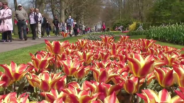 Cum arata cea mai mare gradina de lalele din lume. Parcul din Olanda, colorat de 7 milioane de fire de flori