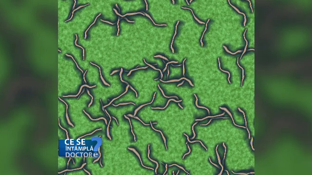 Care sunt afectiunile care pot masca, de fapt, prezenta unei infectii cu paraziti intestinali. Copiii sunt cei mai expusi