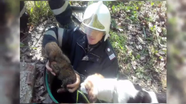 Soarta norocoasa a unui pui de catel salvat de pompieri, dupa ce a cazut intr-un canal, in Timisoara. Cine l-a adoptat