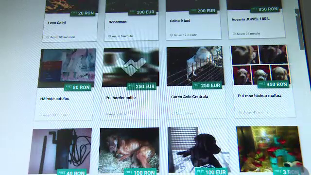 inselatorie pe internet