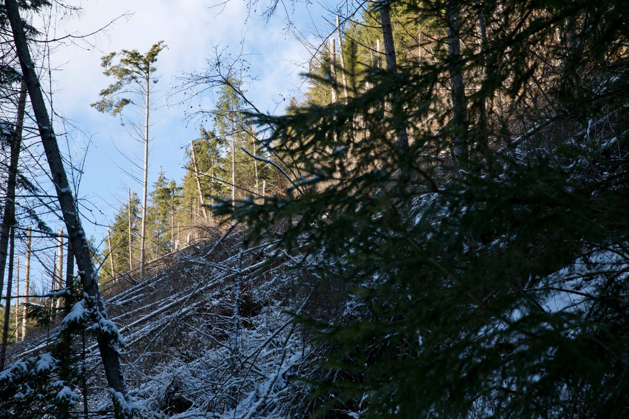 Biologul german care incearca sa ne opreasca sa ne taiem padurile. Romania, in urma Albaniei la protectia mediului