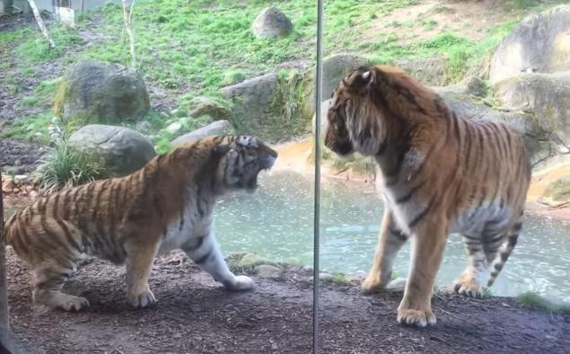 Cea mai groaznica trezire de dimineata. Imaginile surprinse de o familie intr-o gradina zoologica