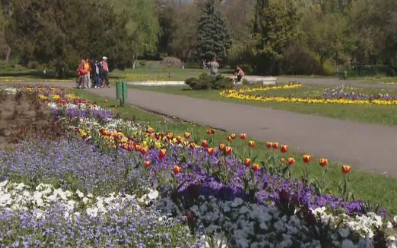 Dupa o risipa de 600 de milioane de euro, Capitala renunta la panselute. Solutia mai ieftina a Primariei