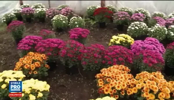 Dupa o risipa de 600 de MIL de EUR, Capitala renunta la panselute. Solutia mai ieftina a Primariei