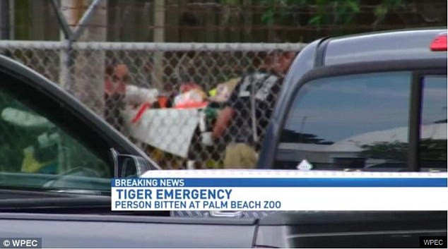 O imblanzitoare a murit dupa ce a fost sfasiata de un tigru, la zoo, sub ochii vizitatorilor. Ce s-a intamplat