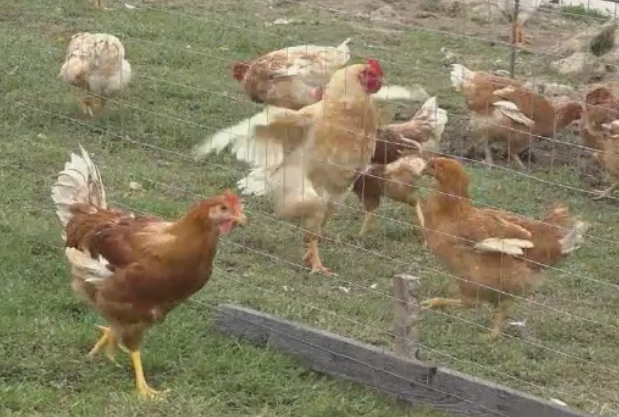 Ouale care nu necesita vopsire de Paste. Cat costa o gaina care face oua verzi sau rosii