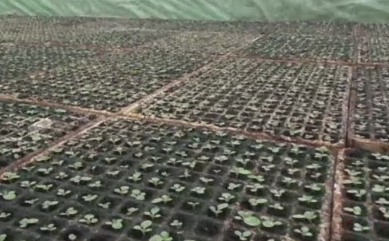 Statul acorda cele mai mari subventii pentru culturile de tutun. Motivul pentru care suprafetele cultivate au scazut dramatic