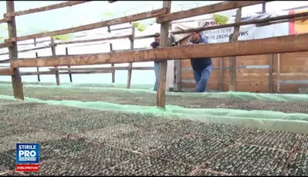 Statul acorda cele mai mari subventii pentru culturile de tutun. Motivul pentru care suprafetele cultivate au scazut dramatic