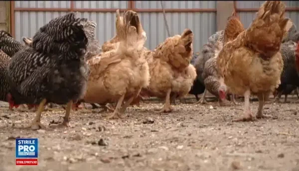 Ouale care nu necesita vopsire de Paste. Cat costa o gaina care face oua verzi sau rosii