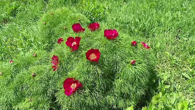 Rezervatia naturala care atrage turisti, in fiecare an, in Romania. "Am vrut sa vedem cu ochii nostri, este superb"