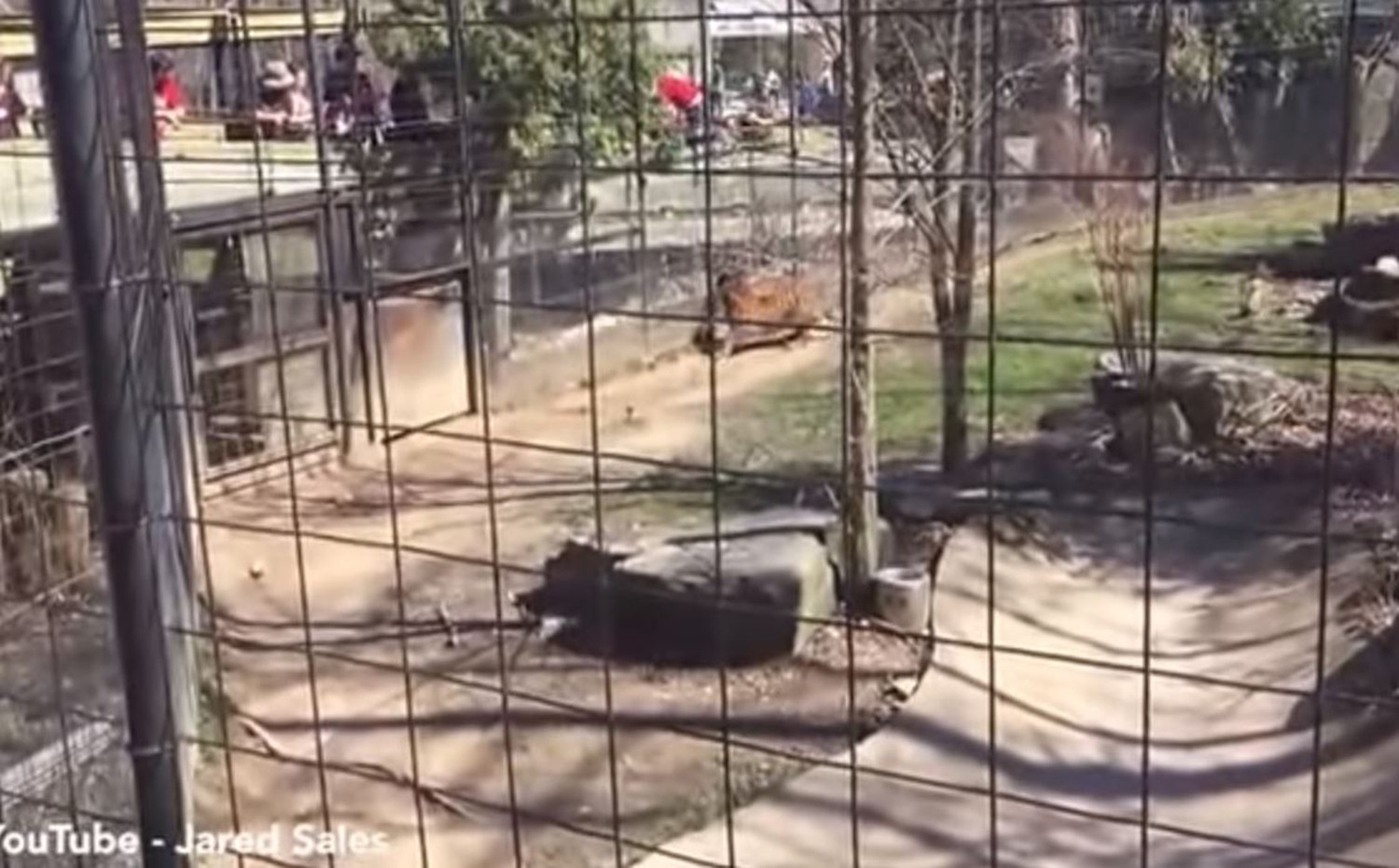 O femeie sare in cusca tigrului, la Zoo, ca sa-si recupereze palaria luata de vant. Scenele care au urmat, FILMATE