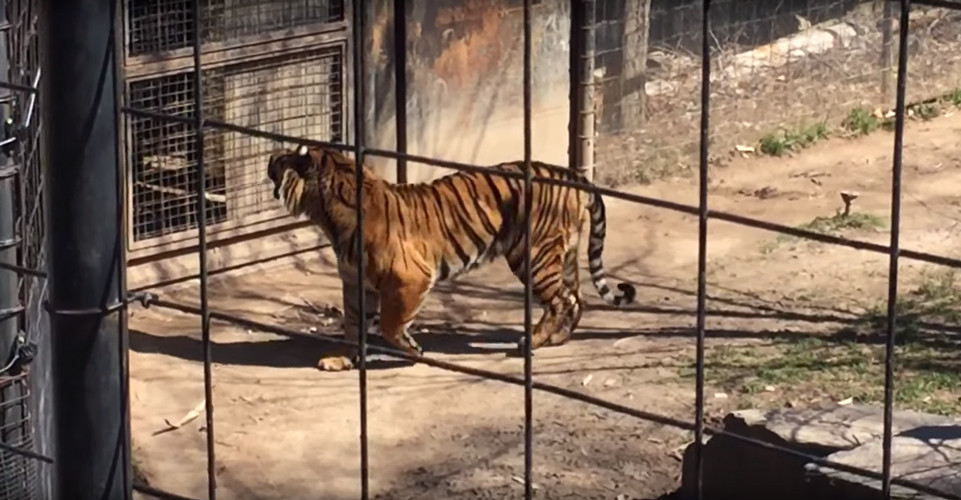 Gestul facut de o femeie dupa ce copilul ei si-a pierdut palaria in cusca tigrilor. "Esti o proasta, ce exemplu dai?"