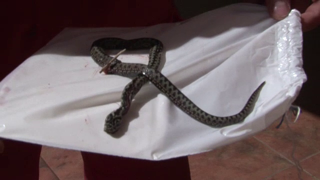 Un barbat de 51 de ani din Bistrita, la urgente dupa ce a fost muscat de o vipera. Ce a facut cu sarpele imediat dupa atac